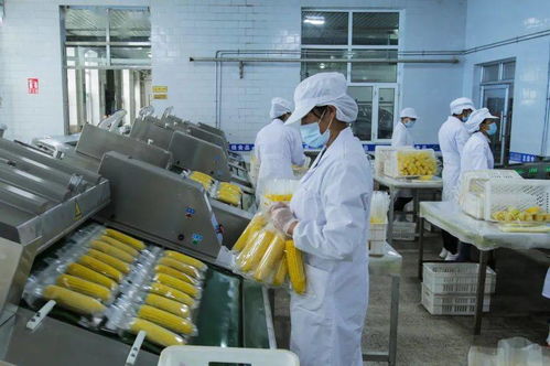 第十八屆中國國際農產(chǎn)品交易會 北墾匠心 第二季 龍綠有機糯玉米