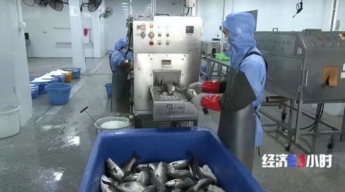 珠海打造“年魚之都” 預制菜產業年產值超1.5億元，紡織業協同發展